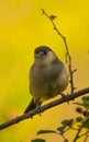 Male Eurasian Blackcap