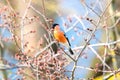 Male Eurasian bullfinch pyrrhula pyrrhula eating on a tree Royalty Free Stock Photo