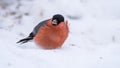 Bullfinch a blowy day on the snow