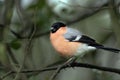 A male Eurasian Bullfinch (Pyrrhula pyrrhula) Royalty Free Stock Photo