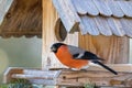 Male Eurasian Common Bullfinch with beak full of nut seed on woo