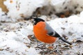 Male Eurasian Common Bullfinch bird in orange with beak full of nut seed standing on snow in Europe