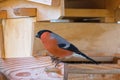 Male Eurasian Common Bullfinch passerine bird in red orange black gray on wooden bird feeder in Austria, Europe