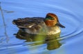 Male eurasian or common teal, anas crecca Royalty Free Stock Photo