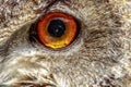 Male Eurasian eagle-owl Bubo bubo close up of the eye Royalty Free Stock Photo