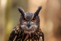 Male Eurasian eagle-owl Bubo bubo close-up portrait Royalty Free Stock Photo