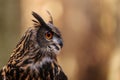 Male Eurasian eagle-owl Bubo bubo close-up portrait Royalty Free Stock Photo