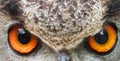 Male Eurasian eagle-owl Bubo bubo detail of eyes Royalty Free Stock Photo