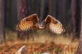 male Eurasian eagle-owl (Bubo bubo) flying through the pine forest Royalty Free Stock Photo