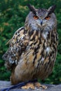 Male Eurasian eagle-owl Bubo bubo full bird portrait Royalty Free Stock Photo