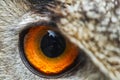 Male Eurasian eagle-owl Bubo bubo large detail of the right eye Royalty Free Stock Photo