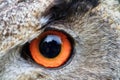 Male Eurasian eagle-owl Bubo bubo left eye in detail Royalty Free Stock Photo