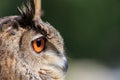 Male Eurasian eagle-owl Bubo bubo a portrait from the side Royalty Free Stock Photo