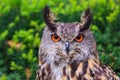 Male Eurasian eagle-owl Bubo bubo portrait for the textbook Royalty Free Stock Photo