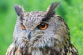 male Eurasian eagle-owl (Bubo bubo) very close portrait Royalty Free Stock Photo