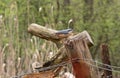 Male Eurasian nuthatch Sitta europaea sitting on an old wooden fence