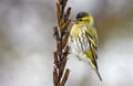 Male Eurasian Siskin perched on suncup seed grass in winter Royalty Free Stock Photo