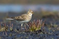 Male Eurasian skylark fervently sings his loud song as he stands on the dirty and muddy soil