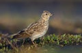 Male Eurasian skylark stands on the ground with short grass and sand in early spring shotted from short distance