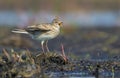 Male Eurasian skylark sings his fervent song as he stands on the sand mount in open area