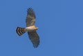 Male Eurasian sparrowhawk soaring in flight in blue sky with spreaded wings and tail