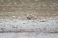 Male Eurasian stone-curlew (Burhinus oedicnemus) Royalty Free Stock Photo