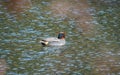 Male Eurasian teal, Anas crecca. Blackford Pond, Edinburgh Royalty Free Stock Photo