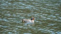 Male Eurasian teal, Anas crecca. Blackford Pond, Edinburgh Royalty Free Stock Photo