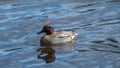 Male Eurasian teal, Anas crecca. Blackford Pond, Edinburgh Royalty Free Stock Photo