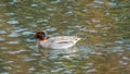 Male Eurasian teal, Anas crecca. Blackford Pond, Edinburgh Royalty Free Stock Photo