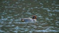 Male Eurasian teal, Anas crecca. Blackford Pond, Edinburgh Royalty Free Stock Photo