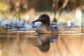 Male of Eurasian Teal, Common Teal or Eurasian Green-winged Teal, Anas crecca on the water in the rays of the morning sun Royalty Free Stock Photo