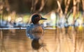 Male of Eurasian Teal, Common Teal or Eurasian Green-winged Teal, Anas crecca on the water in the rays of the morning sun Royalty Free Stock Photo