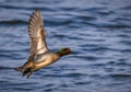Male Eurasian Teal in Flight Royalty Free Stock Photo