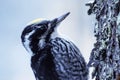 Male Eurasian Three-toed woodpecker, Picoides tridactylus, close-up on a tree