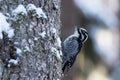 Male Eurasian three-toed woodpecker, Picoides tridactylus on a tree