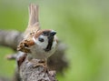 Male Eurasian tree sparrow courtship and lekking display with lifted tail and strong posture