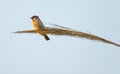 Male Eurasian Tree Sparrow on Giant cane Royalty Free Stock Photo