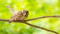 Male Eurasian Tree Sparrow perching on a perch Royalty Free Stock Photo