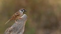 Male Eurasian Tree Sparrow perching on a tree stump Royalty Free Stock Photo