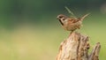 Male Eurasian Tree Sparrow perching on a tree stump Royalty Free Stock Photo