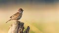 Male Eurasian Tree Sparrow perching on a tree trunk Royalty Free Stock Photo