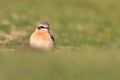 Male Eurasian Wheatear, Oenanthe oenanthe, Standing Upright On A Green Grassy Sand Dune Looking For Food. Royalty Free Stock Photo