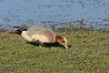 Male Eurasian wigeon duck in a meadow - mareca penelope