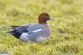 Male Eurasian wigeon Mareca penelope in a field