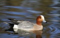 Male Eurasian wigeon swimming in a pond.