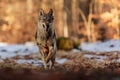 Male Eurasian wolf Canis lupus lupus looks like a happy dog Royalty Free Stock Photo