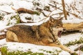 male Eurasian wolf (Canis lupus lupus) shows teeth lying down Royalty Free Stock Photo