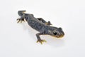 Male european alpine newt Royalty Free Stock Photo