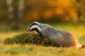 male European badger Meles meles) with autumn colored background Royalty Free Stock Photo